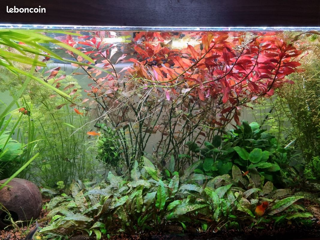 Plantes aquarium (image 2)