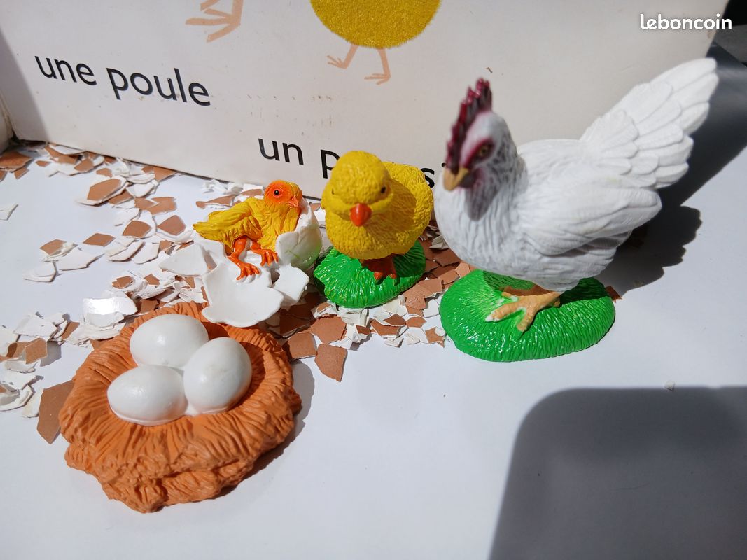 Cycle de vie d'une pouleđ (image 2)