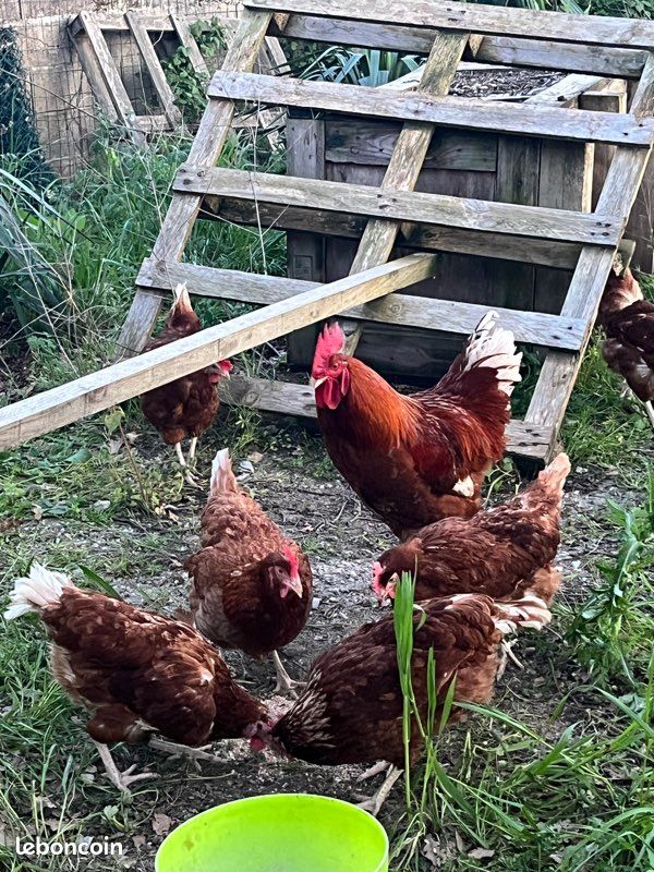Poussins de poules pondeuses nés le 24 Août 2026 (image 2)