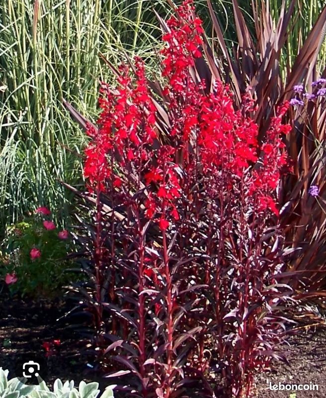 Lot De 3 - Lobelia Queen Victoria - Lobélie Écarlate - Rouge - Hauteur
