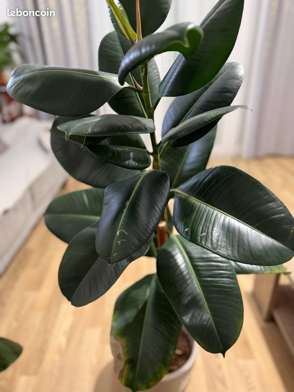 Ficus Abidjan - Hévéa Caoutchouc | Superbe Plante d'intérieur à Feuillage Persistant | de 30 à 40 cm en Pot