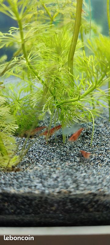 Crevettes res cherry (image 3)