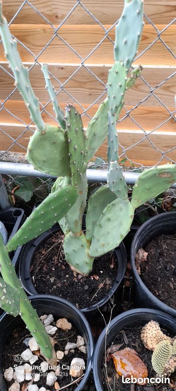 Cactus (image 1)