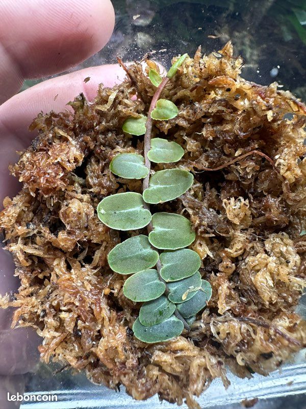 Marcgravia umbellata - Liane terrarium / paludarium (image 2)