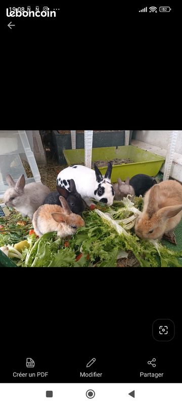 Lapin contre bon soin- pas de cage - habitué chat et chien (image 1)