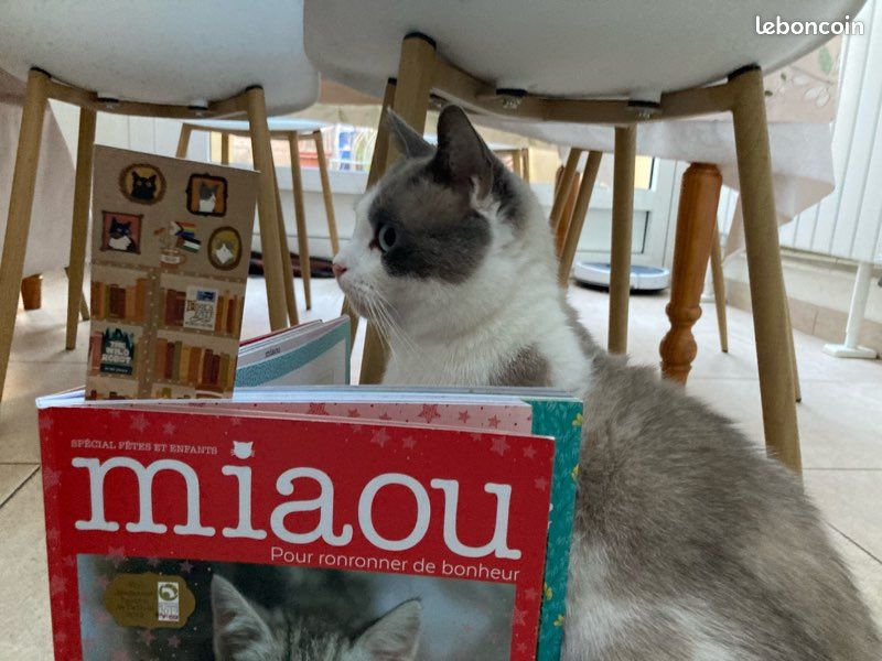 Livres miaou (2)😻 (image 15)