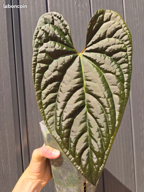 anthurium warocqueanum x papillilaminum ANTHURIUM WAROCQUEANUM X MAGNIFICUM VERDE main image 0