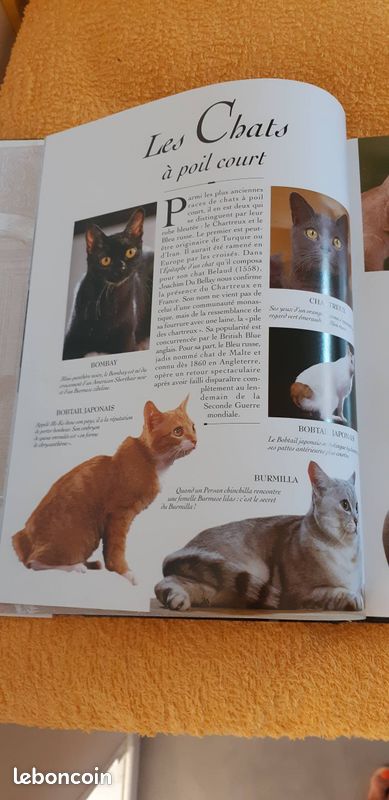 Univers des chats (image 1)