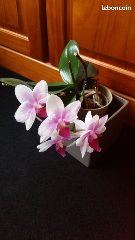 Orchidée Fleurs violés (image 2)