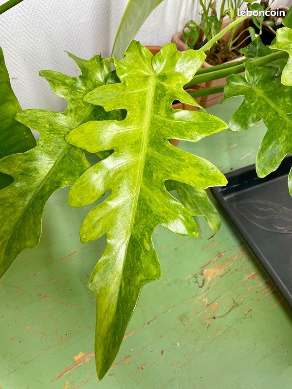 ring of fire plant philodendron Philodendron Ring of Fire (Philodendron serratum) 10 in main image 0