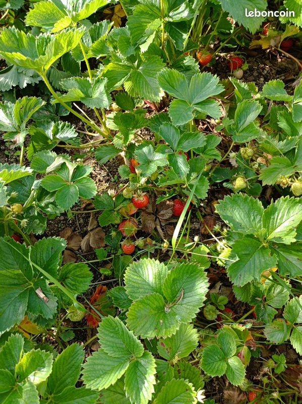 Surplus fraises (image 1)