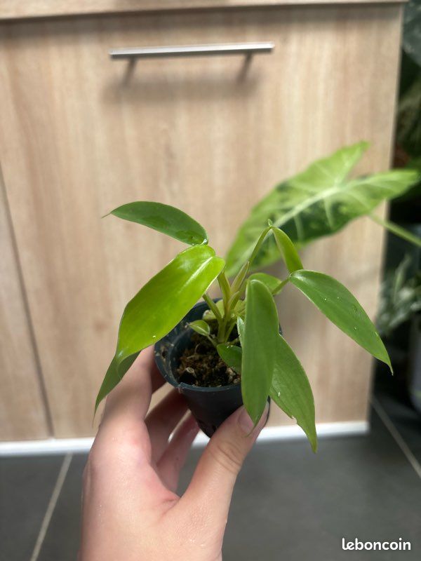 Philodendron florida Green (image 2)