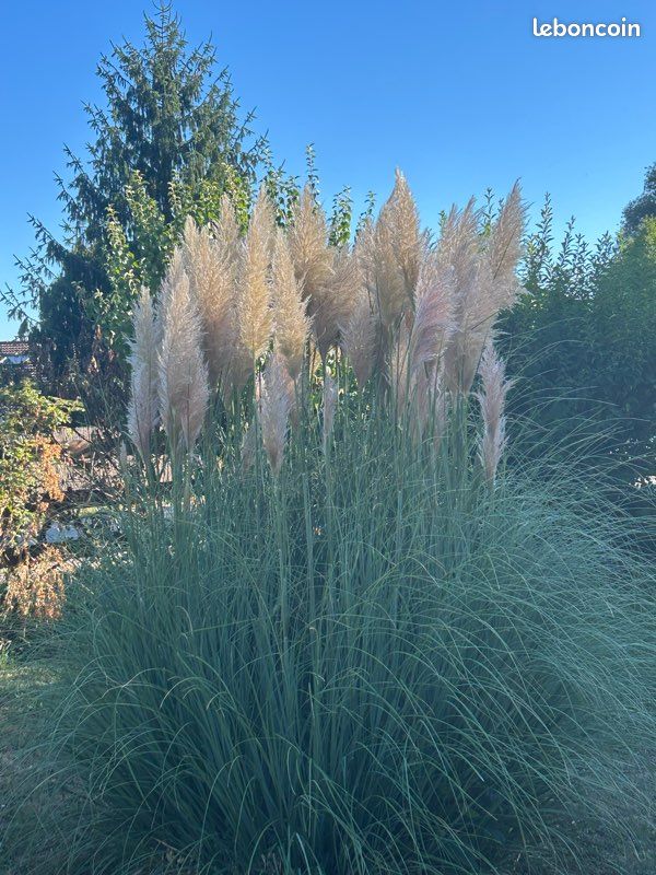 Pompon (image 1)