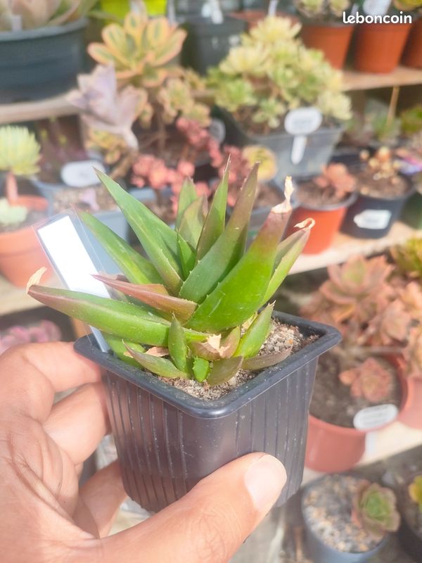 Aloe black gem (image 4)