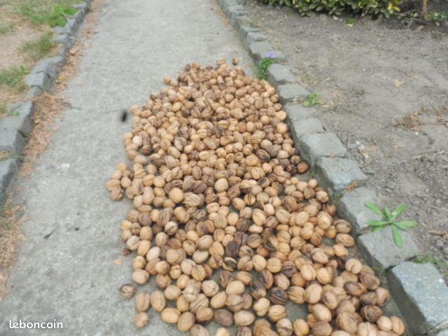 NOIX fraiches (image 3)
