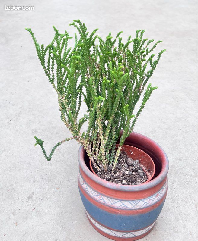 Crassula muscosa (image 3)