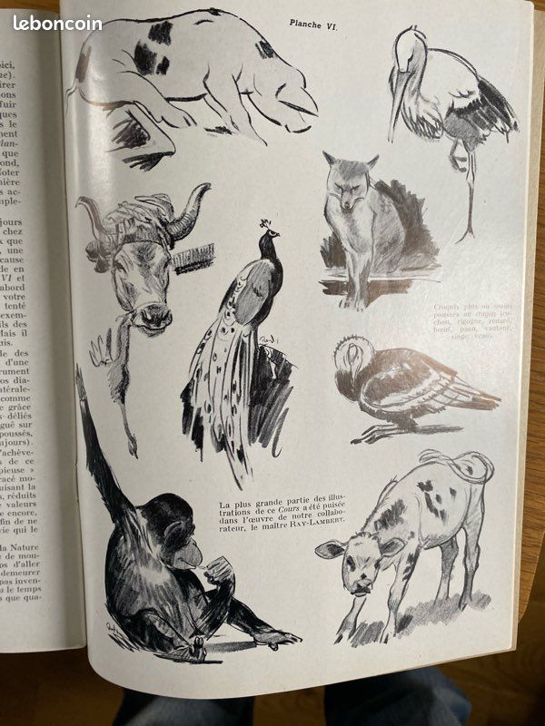 Les animaux cours de dessin et de peinture (image 4)
