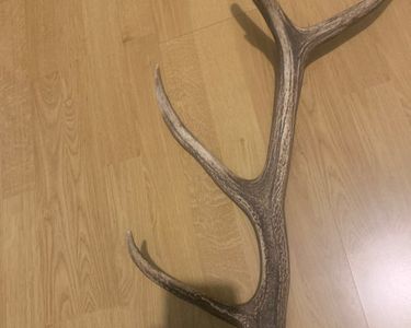 Énorme Bois De Cerf 12 Cors - 102 Cm - Pièce De Décoration Unique