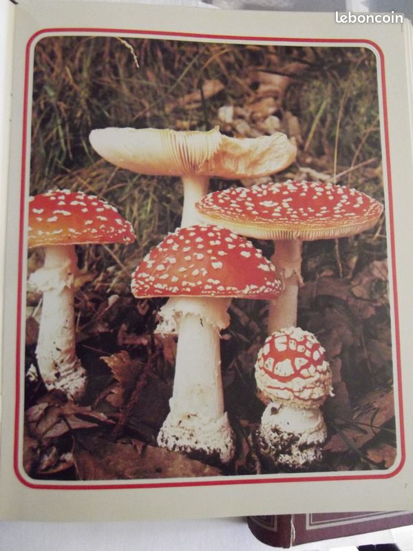 Livre les champignons de AàZ 3 Vol (image 4)