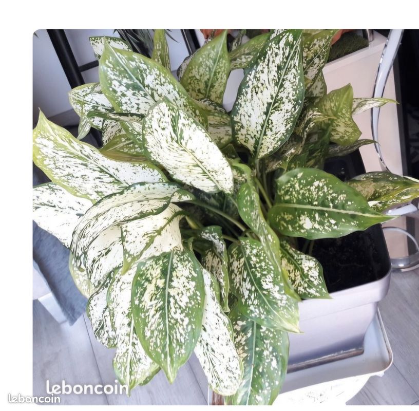 Boutures pousses Plante intérieur Hypoestes blanc (image 2)