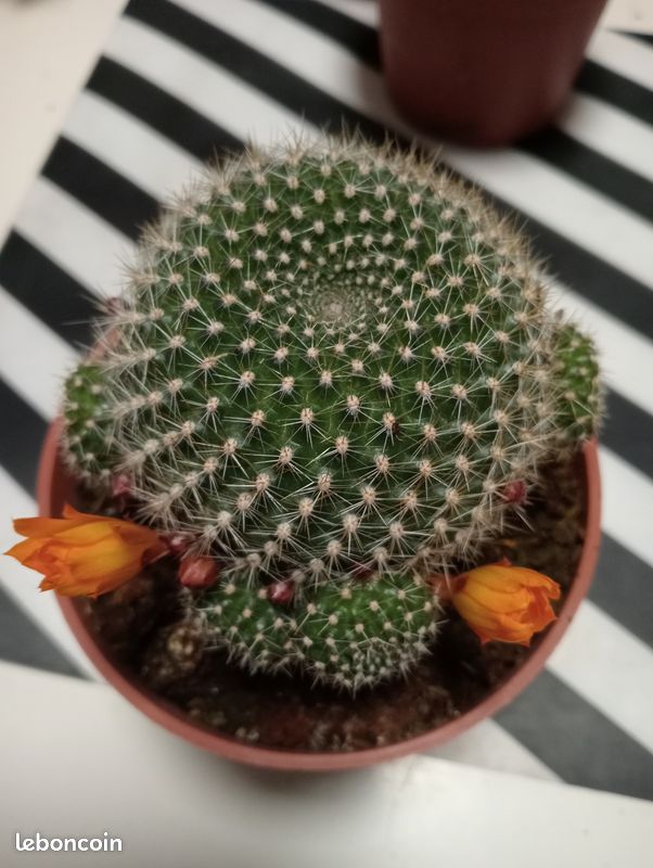 Rebutia Flavistyla - Jardin & Plantes