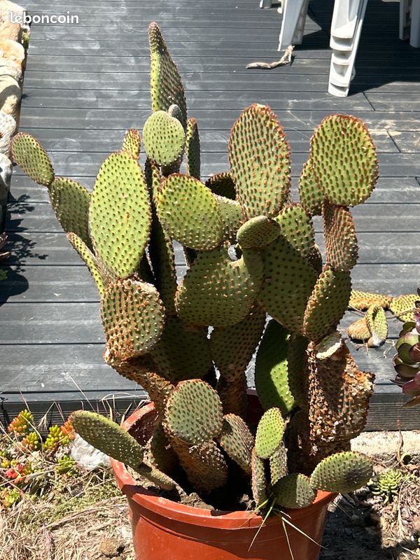 Cactus, plante grasse Opuntia microdasys rubra à raquettes OU cactus oreilles de lapin (image 4)