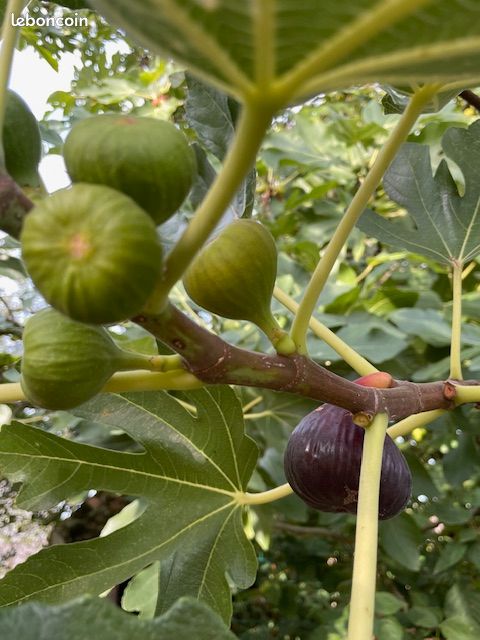 Figues violettes (image 4)