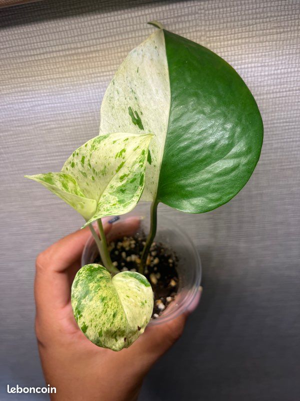Pothos Snow Queen 3 (image 1)