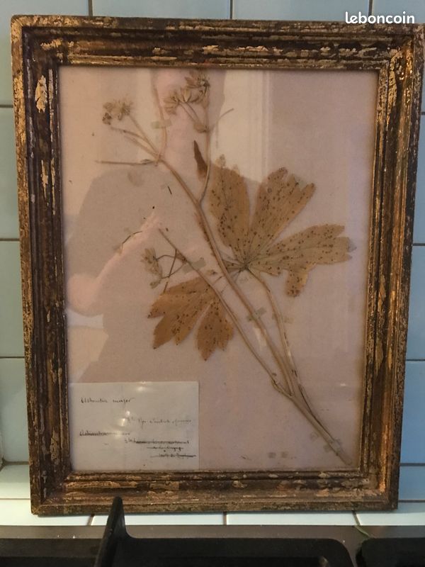 Tableau planche herbier (image 1)