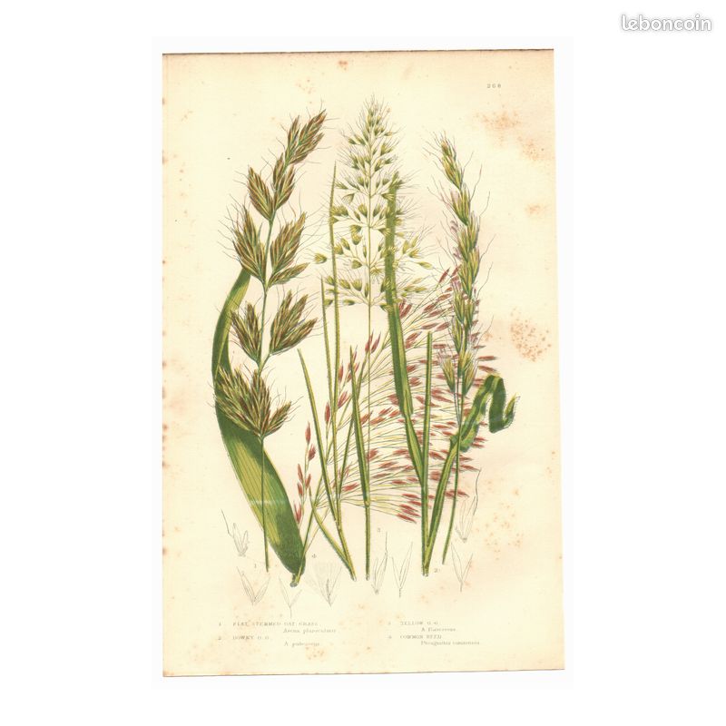 Gravure ancienne. Avoine folle. A. Pratt 1889 - Deco nature (image 1)