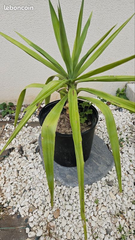 Yucca plante (image 1)
