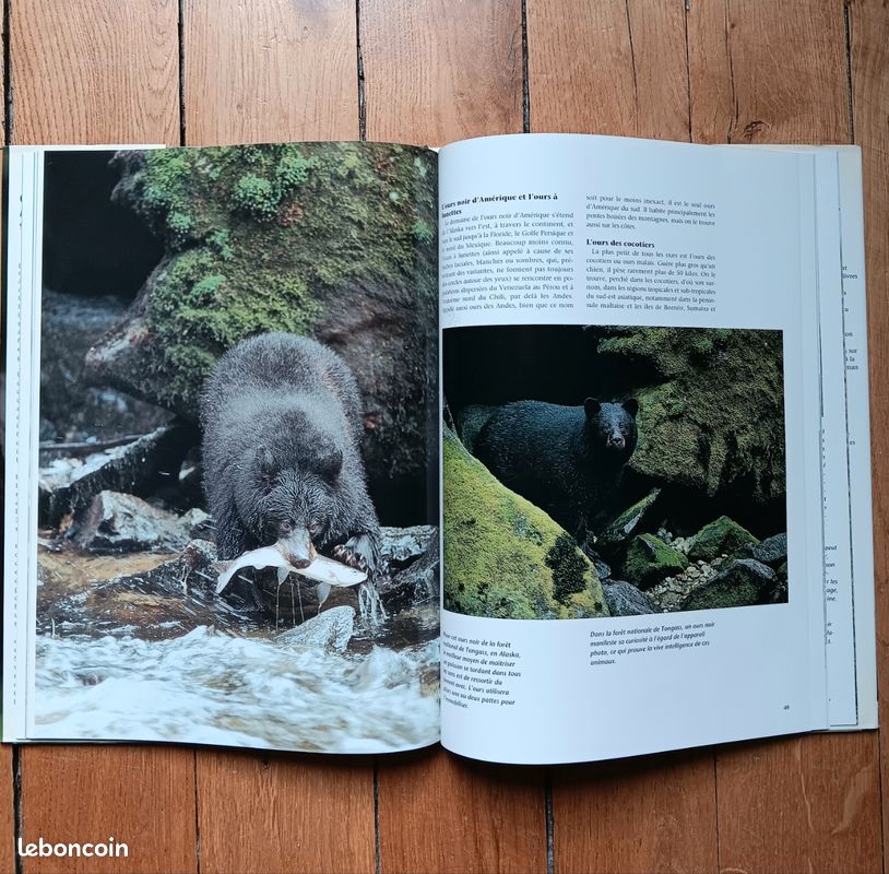 Beau Livre : OURS de Robert Elman (image 4)