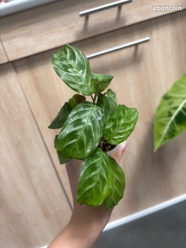 Maranta cat moustache NoId (image 1)
