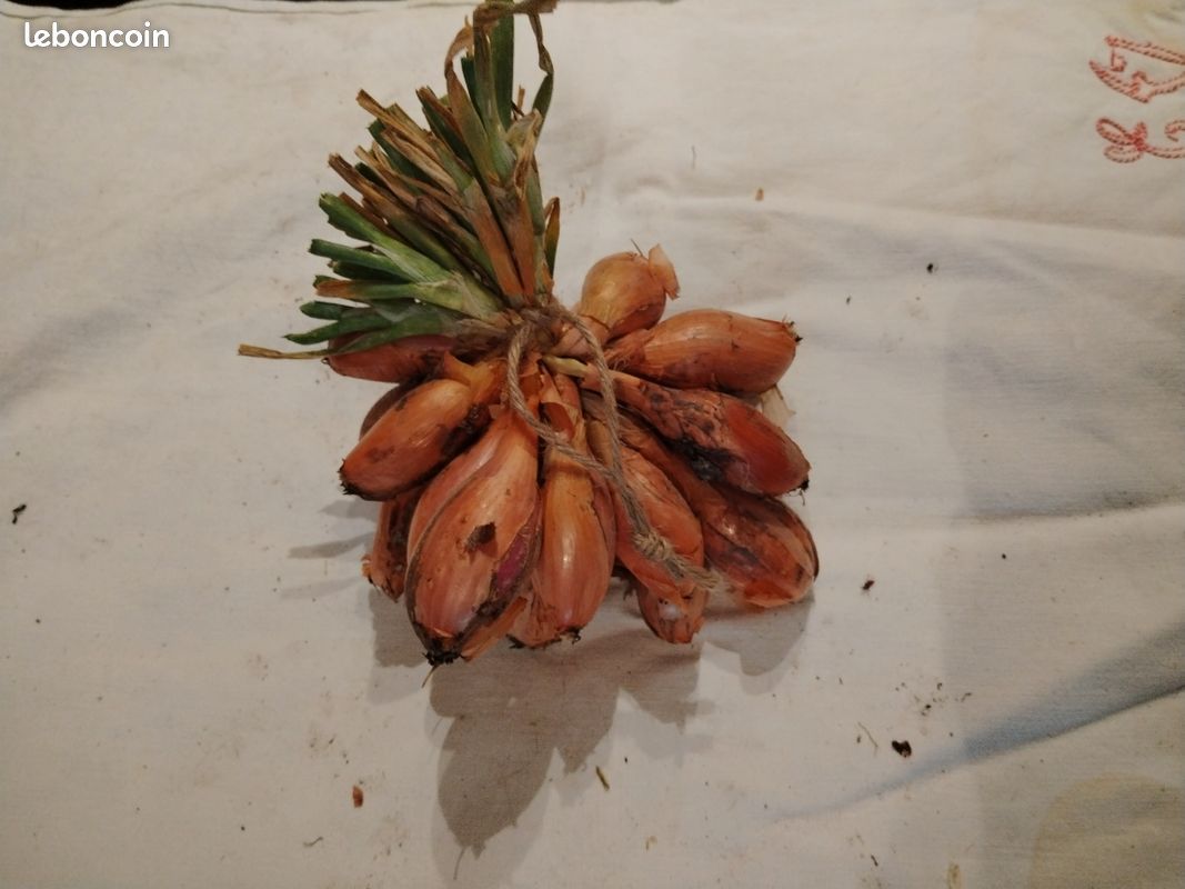 Oignons et échalotes bio. Pomme de terre nouvelle Amandine (image 13)