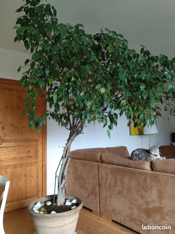 Ficus benjamina (image 4)