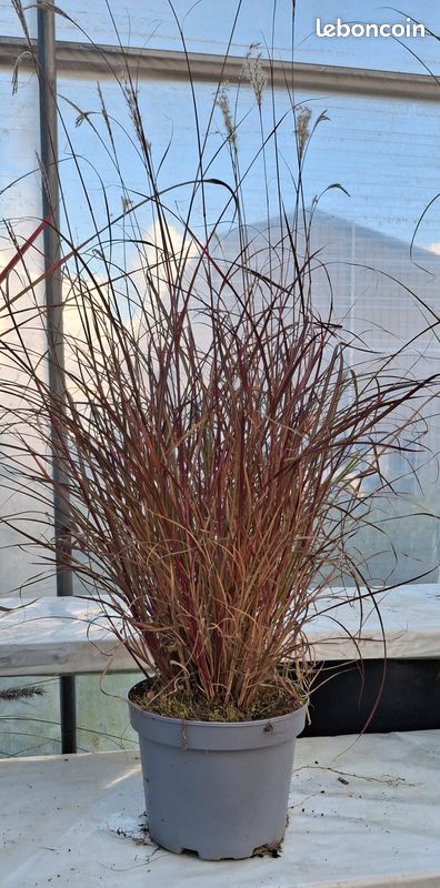 Miscanthus sinensis Red Chief en pot de 3 litres (image 1)