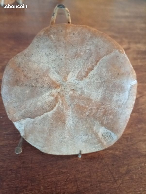 Fossile d'oursin poli (image 2)