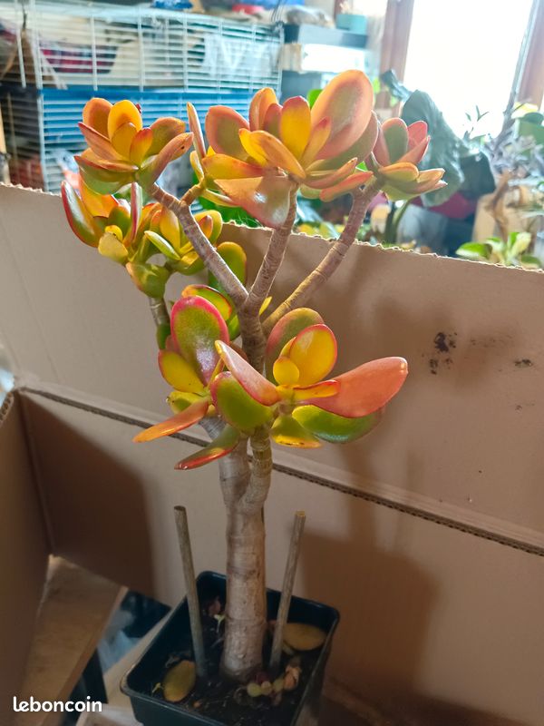 Plante grasse (image 2)