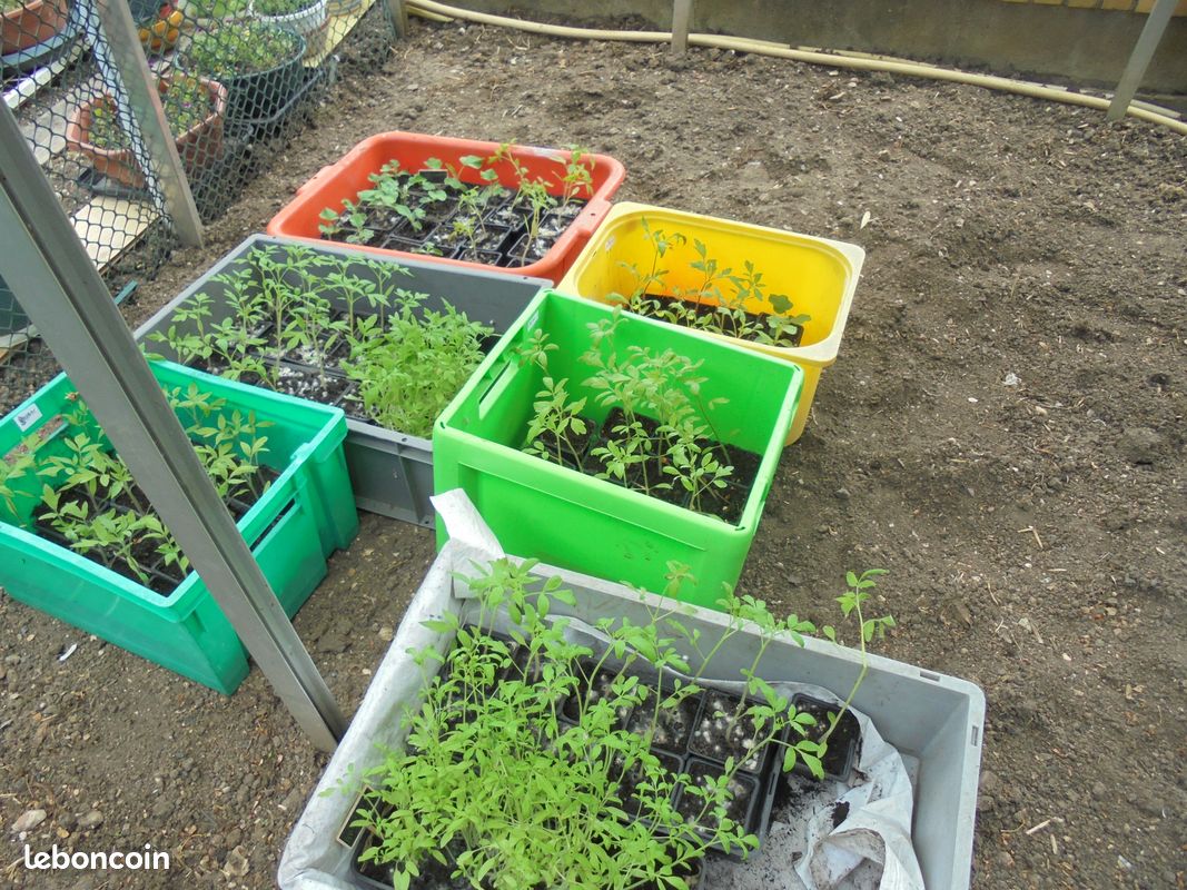 3 pots de Plants de tomates et de butternut (image 2)
