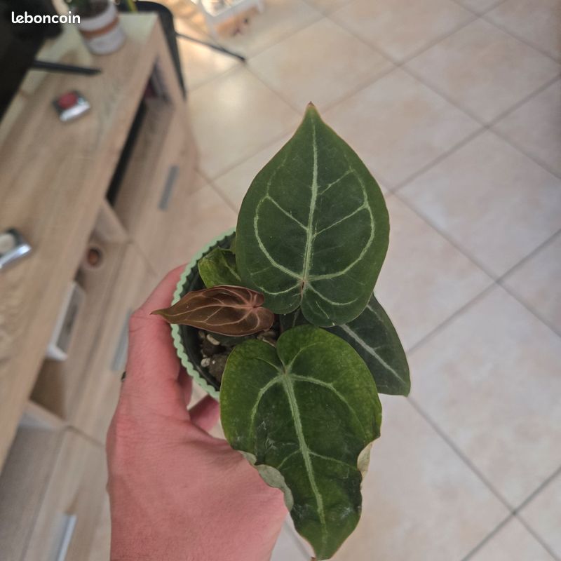 Anthurium [Red velvet cake  dark handsome]  dreamweaver [Red velvet cake   dark handsome]  dreamweaver Info mp possibilit de faire 2 pieds -  Jardin & Plantes