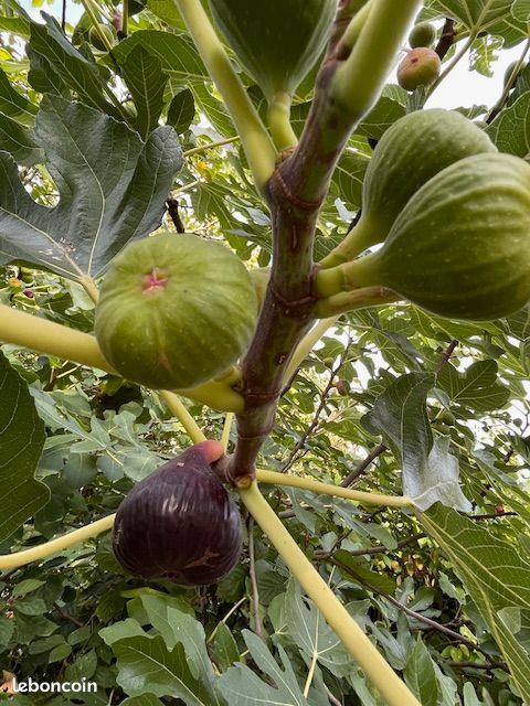 Figues violettes (image 3)