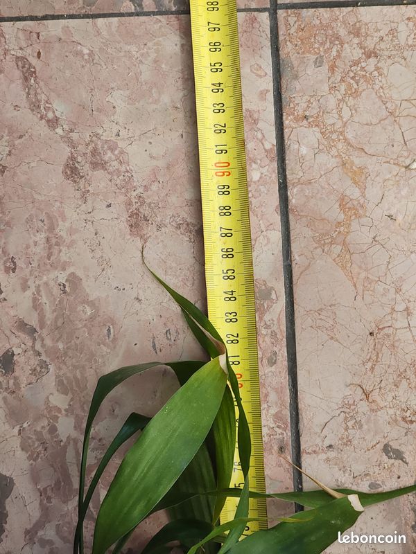 Grand Lucky Bamboo (Bambou porte-bonheur) 128 cm (image 3)