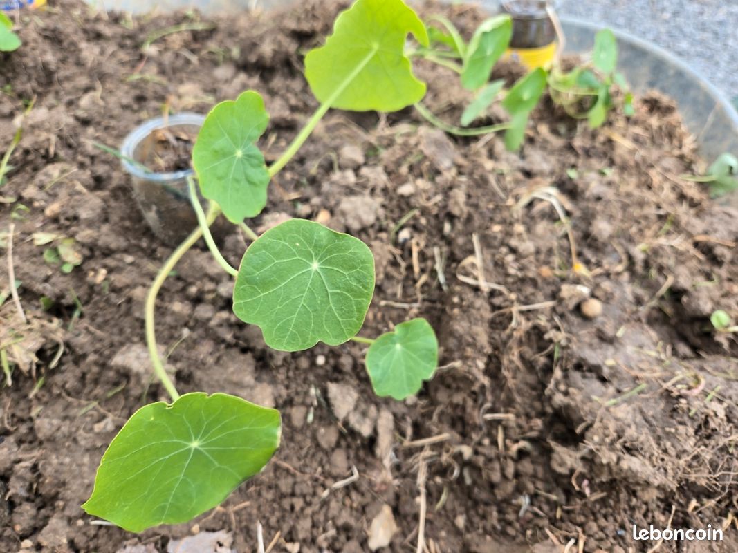 Plants de capucines, bettes, soucis... (image 2)