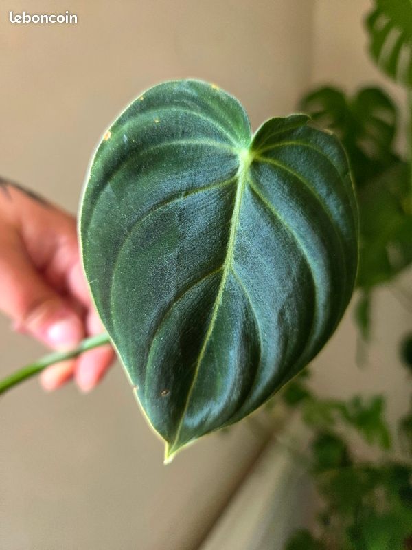 Bouture de Philodendron Melanochrysum - Jardin & Plantes