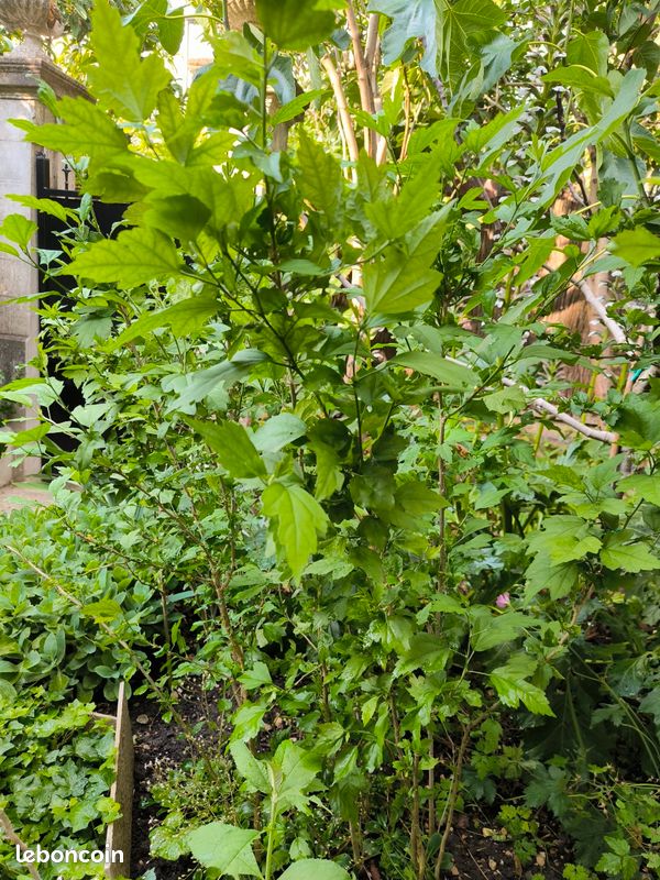 Lot de 6 arbustes hibiscus Altéa fleurs fuchsia (image 2)