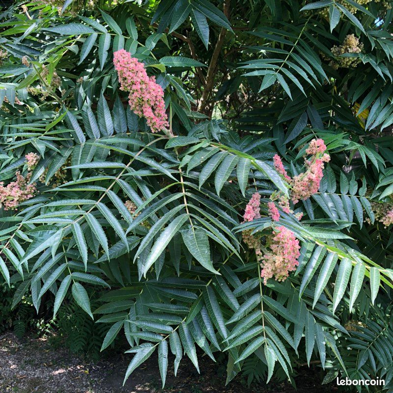 Pied Sumac de Virginie arbuste très couvrant (image 2)