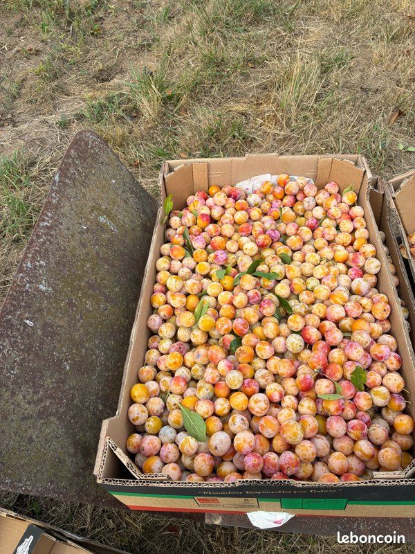 Mirabelles (image 7)