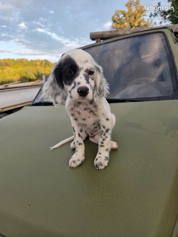 Chiot setter Anglais (image 1)
