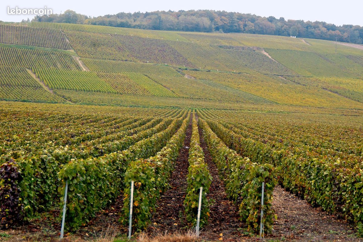 Vignes · à Chigny-les-Roses · 1 200 000 €