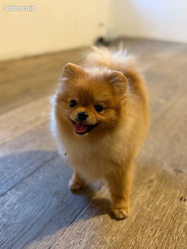 Saillie – Spitz Nain LOF Orange ✨ (image 3)